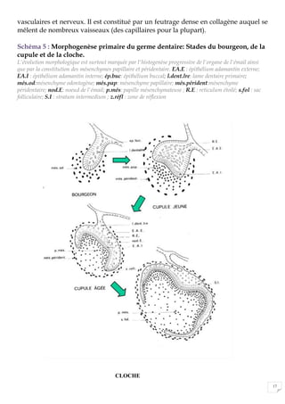 17
vasculaires et nerveux. Il est constitué par un feutrage dense en collagène auquel se
mêlent de nombreux vaisseaux (des capillaires pour la plupart).
Schéma 5 : Morphogenèse primaire du germe dentaire: Stades du bourgeon, de la
cupule et de la cloche.
L'évolution morphologique est surtout marquée par l'histogenèse progressive de l'organe de l'émail ainsi
que par la constitution des mésenchymes papillaire et péridentaire. EA.E : épithélium adamantin externe;
EA.I : épithélium adamantin interne; ép.buc: épithélium buccal; l.dent.lre: lame dentaire primaire;
més.od:mésenchyme odontogène; més.pap: mésenchyme papillaire; més.pérident:mésenchyme
péridentaire; nod.E: noeud de l'émail; p.més: papille mésenchymateuse ; R.E : reticulum étoilé; s.fol : sac
folliculaire; S.I : stratum intermedium ; z.réfl : zone de réflexion
CLOCHE
 