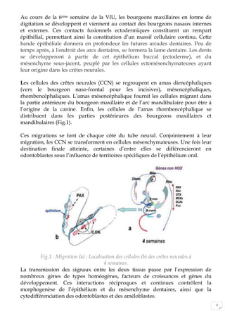 4
Au cours de la 6ème semaine de la VIU, les bourgeons maxillaires en forme de
digitation se développent et viennent au contact des bourgeons nasaux internes
et externes. Ces contacts fusionnels ectodermiques constituent un rempart
épithélial, permettant ainsi la constitution d’un massif cellulaire continu. Cette
bande épithéliale donnera en profondeur les futures arcades dentaires. Peu de
temps après, à l'endroit des arcs dentaires, se formera la lame dentaire. Les dents
se développeront à partir de cet épithélium buccal (ectoderme), et du
mésenchyme sous-jacent, peuplé par les cellules ectomésenchymateuses ayant
leur origine dans les crêtes neurales.
Les cellules des crêtes neurales (CCN) se regroupent en amas diencéphaliques
(vers le bourgeon naso-frontal pour les incisives), mésencéphaliques,
rhombencéphaliques. L’amas mésencéphalique fournit les cellules migrant dans
la partie antérieure du bourgeon maxillaire et de l’arc mandibulaire pour être à
l’origine de la canine. Enfin, les cellules de l’amas rhombencéphalique se
distribuent dans les parties postérieures des bourgeons maxillaires et
mandibulaires (Fig.1).
Ces migrations se font de chaque côté du tube neural. Conjointement à leur
migration, les CCN se transforment en cellules mésenchymateuses. Une fois leur
destination finale atteinte, certaines d’entre elles se différencieront en
odontoblastes sous l’influence de territoires spécifiques de l’épithélium oral.
Fig.1 : Migration (a) ; Localisation des cellules (b) des crêtes neurales à
4 semaines.
La transmission des signaux entre les deux tissus passe par l’expression de
nombreux gènes de types homéogènes, facteurs de croissances et gènes du
développement. Ces interactions réciproques et continues contrôlent la
morphogenèse de l’épithélium et du mésenchyme dentaires, ainsi que la
cytodifférenciation des odontoblastes et des améloblastes.
 