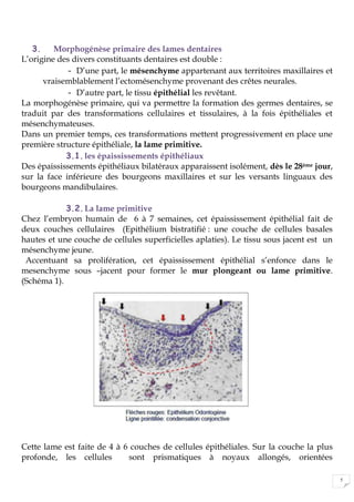5
3. Morphogénèse primaire des lames dentaires
L’origine des divers constituants dentaires est double :
- D’une part, le mésenchyme appartenant aux territoires maxillaires et
vraisemblablement l’ectomésenchyme provenant des crêtes neurales.
- D’autre part, le tissu épithélial les revêtant.
La morphogénèse primaire, qui va permettre la formation des germes dentaires, se
traduit par des transformations cellulaires et tissulaires, à la fois épithéliales et
mésenchymateuses.
Dans un premier temps, ces transformations mettent progressivement en place une
première structure épithéliale, la lame primitive.
3.1.les épaississements épithéliaux
Des épaississements épithéliaux bilatéraux apparaissent isolément, dès le 28ème jour,
sur la face inférieure des bourgeons maxillaires et sur les versants linguaux des
bourgeons mandibulaires.
3.2.La lame primitive
Chez l’embryon humain de 6 à 7 semaines, cet épaississement épithélial fait de
deux couches cellulaires (Epithélium bistratifié : une couche de cellules basales
hautes et une couche de cellules superficielles aplaties). Le tissu sous jacent est un
mésenchyme jeune.
Accentuant sa prolifération, cet épaississement épithélial s’enfonce dans le
mesenchyme sous –jacent pour former le mur plongeant ou lame primitive.
(Schéma 1).
Cette lame est faite de 4 à 6 couches de cellules épithéliales. Sur la couche la plus
profonde, les cellules sont prismatiques à noyaux allongés, orientées
 