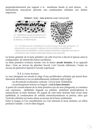 6
perpendiculairement par rapport à la membrane basale et sont denses. Le
mésenchyme sous-jacent présente une condensation cellulaire aux limites
imprécises.
La forme générale de la lame primitive est celle d’un fer à cheval et épouse ainsi la
configuration du rebord des futurs maxillaires.
La lame primitive évoluera ensuite vers la future arcade dentaire. Il en apparaît
deux ; l’une au niveau du plancher buccal, c’est l’arcade inférieure ; l’autre au
niveau du plafond et répond à l’arcade supérieure.
3.3.La lame dentaire
Le mur plongeant est ensuite le siège d’une prolifération cellulaire qui prend deux
directions distinctes (c’est un dédoublement): (schéma2, fig2 et fig3)
- un diverticule en direction verticale : c’est la lame vestibulaire
- un prolongement interne ou lingual : c’est la lame dentaire.
A partir du versant interne de la lame primitive (ou du mur plongeant), se constitue
une expansion épithéliale linguale ou palatine pénétrant profondément le
mésenchyme: la lame dentaire. En regard de cette lame dentaire faite d’une lame
épithéliale, la condensation de cellules mésenchymateuses se précise, alors que
l’activité cellulaire est moins dense au niveau de la lame vestibulaire.
Entre la langue et l’arc mandibulaire où s’est enfoncée la lame dentaire, un sillon
profond s’installe : c’est le sillon lingual.
 