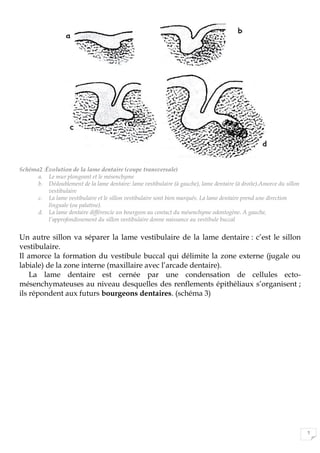 7
Schéma2 :Évolution de la lame dentaire (coupe transversale)
a. Le mur plongeant et le mésenchyme
b. Dédoublement de la lame dentaire: lame vestibulaire (à gauche), lame dentaire (à droite).Amorce du sillon
vestibulaire
c. La lame vestibulaire et le sillon vestibulaire sont bien marqués. La lame dentaire prend une direction
linguale (ou palatine).
d. La lame dentaire différencie un bourgeon au contact du mésenchyme odontogène. A gauche,
l’approfondissement du sillon vestibulaire donne naissance au vestibule buccal
Un autre sillon va séparer la lame vestibulaire de la lame dentaire : c’est le sillon
vestibulaire.
Il amorce la formation du vestibule buccal qui délimite la zone externe (jugale ou
labiale) de la zone interne (maxillaire avec l’arcade dentaire).
La lame dentaire est cernée par une condensation de cellules ecto-
mésenchymateuses au niveau desquelles des renflements épithéliaux s’organisent ;
ils répondent aux futurs bourgeons dentaires. (schéma 3)
 