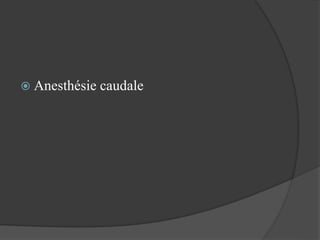  Anesthésie caudale
 