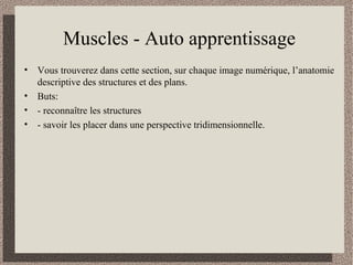 Muscles - Auto apprentissage
• Vous trouverez dans cette section, sur chaque image numérique, l’anatomie
descriptive des structures et des plans.
• Buts:
• - reconnaître les structures
• - savoir les placer dans une perspective tridimensionnelle.
 