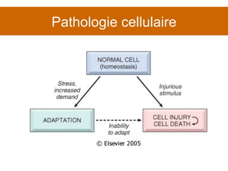 Pathologie cellulaire 