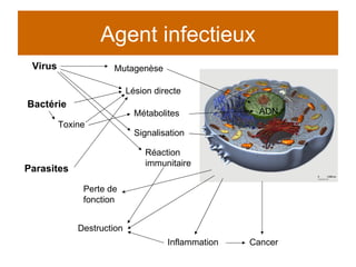 Agent infectieux Lésion directe Toxine Signalisation ADN Mutagenèse Métabolites Inflammation Destruction Perte de  fonction Virus Bactérie Parasites Cancer Réaction immunitaire 