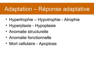 Adaptation – Réponse adaptative Hypertrophie – Hypotrophie - Atrophie Hyperplasie - Hypoplasie Anomalie structurelle Anomalie fonctionnelle Mort cellulaire - Apoptose 
