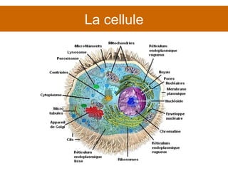 La cellule 