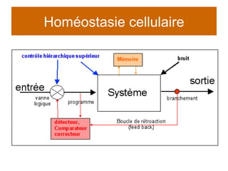 Homéostasie cellulaire 