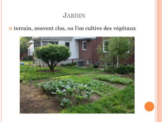 JARDIN
 terrain, souvent clos, ou l’on cultive des végétaux
 
