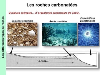 Les roches carbonatées 
Calcaires coquilliers Récifs coralliens 
www.ac-poitiers.fr 
www.ggl.ulaval.ca 
Foraminifères 
planctoniques 
www.ifremer.fr 
Quelques exemples… d’organismes producteurs de CaCO3 
Les différentes types de roches 
 