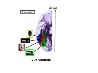 Avant
Chez l’adulte :




MOTS




            Vue ventrale
 