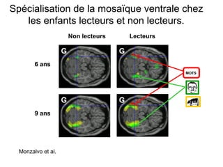 Spécialisation de la mosaïque ventrale chez
   les enfants lecteurs et non lecteurs.
                        Non lecteurs       Lecteurs

                    G                  G
        6 ans
                                                      MOTS




                    G                  G
        9 ans




  Monzalvo et al.
 