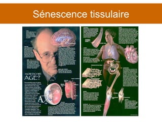 Sénescence tissulaire 