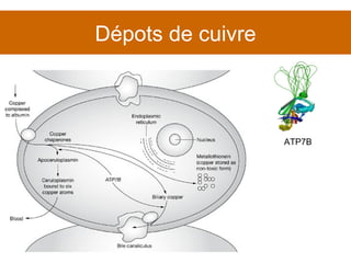 Dépots de cuivre ATP7B 
