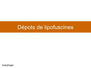 Dépots de lipofuscines Autophagie 