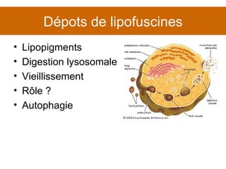 Dépots de lipofuscines Lipopigments Digestion lysosomale Vieillissement Rôle ? Autophagie 