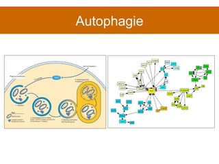 Autophagie 