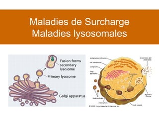 Maladies de Surcharge Maladies lysosomales 