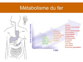 Métabolisme du fer 