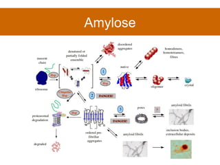 Amylose 
