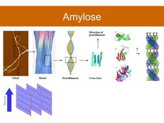 Amylose 