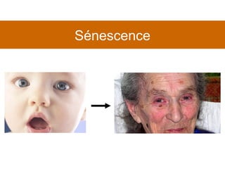 Sénescence 