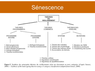 Sénescence 