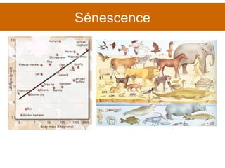 Sénescence 