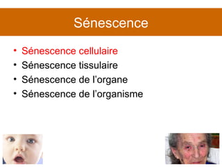 Sénescence cellulaire Sénescence tissulaire Sénescence de l’organe Sénescence de l’organisme Sénescence 