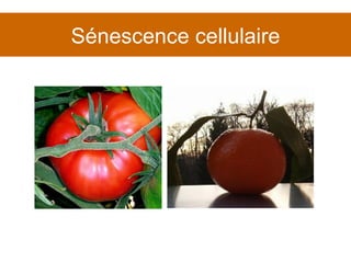 Sénescence cellulaire 