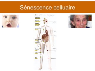 Sénescence celluaire 
