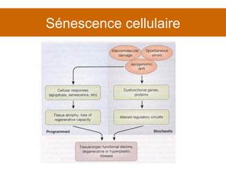 Sénescence cellulaire 