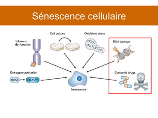 Sénescence cellulaire 