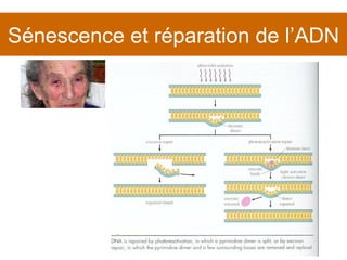 Sénescence et réparation de l’ADN 