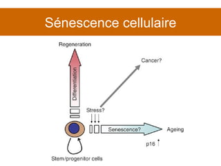 Sénescence cellulaire 