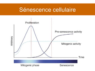 Sénescence cellulaire 