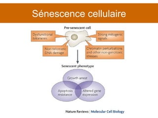 Sénescence cellulaire 