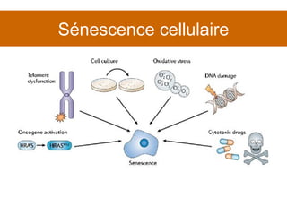 Sénescence cellulaire 