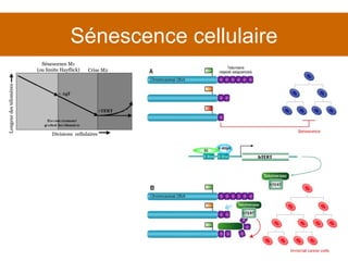 Sénescence cellulaire 
