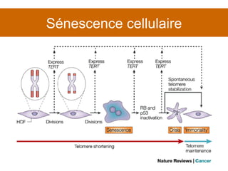 Sénescence cellulaire 