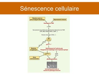 Sénescence cellulaire 