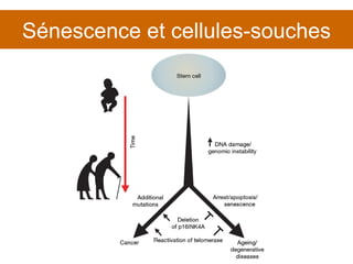 Sénescence et cellules-souches 