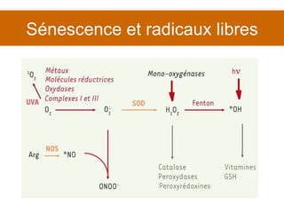 Sénescence et radicaux libres 