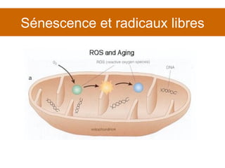 Sénescence et radicaux libres 