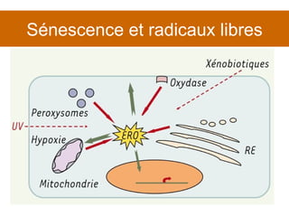 Sénescence et radicaux libres 
