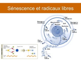Sénescence et radicaux libres 