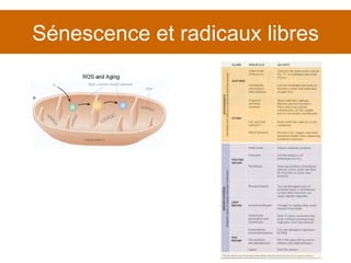 Sénescence et radicaux libres 