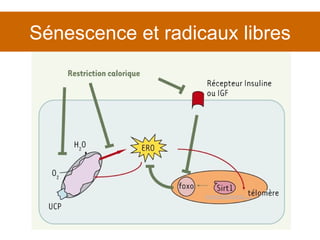 Sénescence et radicaux libres 