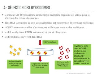 4- SÉLECTION DES HYBRIDOMES
➤ le milieu HAT (hypoxanthine aminopterin thymidine medium) est utilisé pour la
sélection des cellules fusionnées.
➤ dans HAT la synthèse de novo des nucleotides est est permise, le recyclage est bloqué.
➤ HGPRT- meurent car elles n’arrivent pas a fabriquer leurs acides nucléiques.
➤ les LB synthétisent l’ADN mais meurent par vieillissement.
➤ les hybridomes survivent dans HAT
 