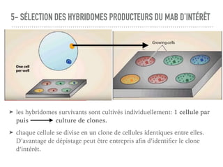 5- SÉLECTION DES HYBRIDOMES PRODUCTEURS DU MAB D’INTÉRÊT
➤ les hybridomes survivants sont cultivés individuellement: 1 cellule par
puis culture de clones.
➤ chaque cellule se divise en un clone de cellules identiques entre elles.
D’avantage de dépistage peut être entrepris aﬁn d’identiﬁer le clone
d’intérêt.
 